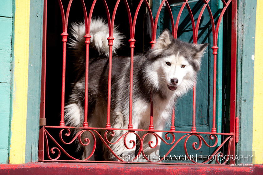 %_tempFileNamepets014%