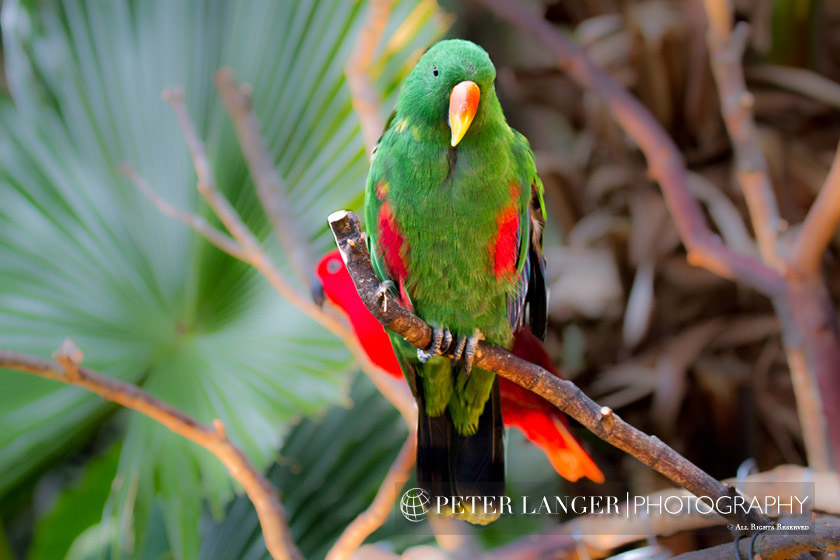 %_tempFileNamepets017%