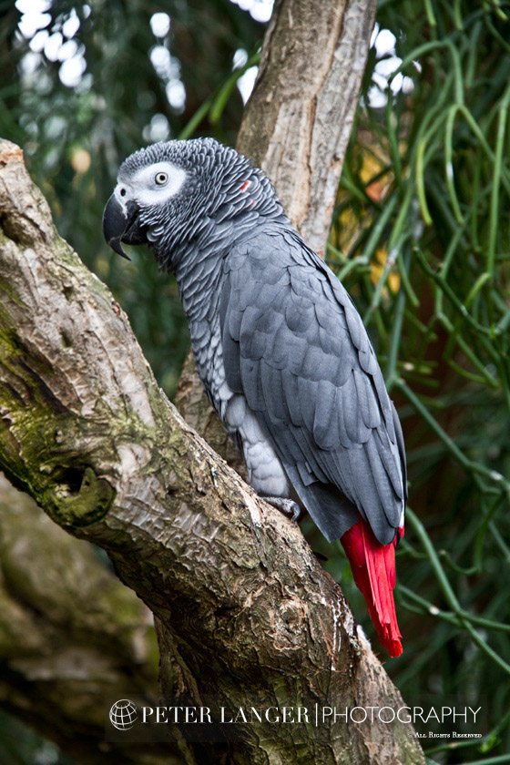 %_tempFileNamepets020%