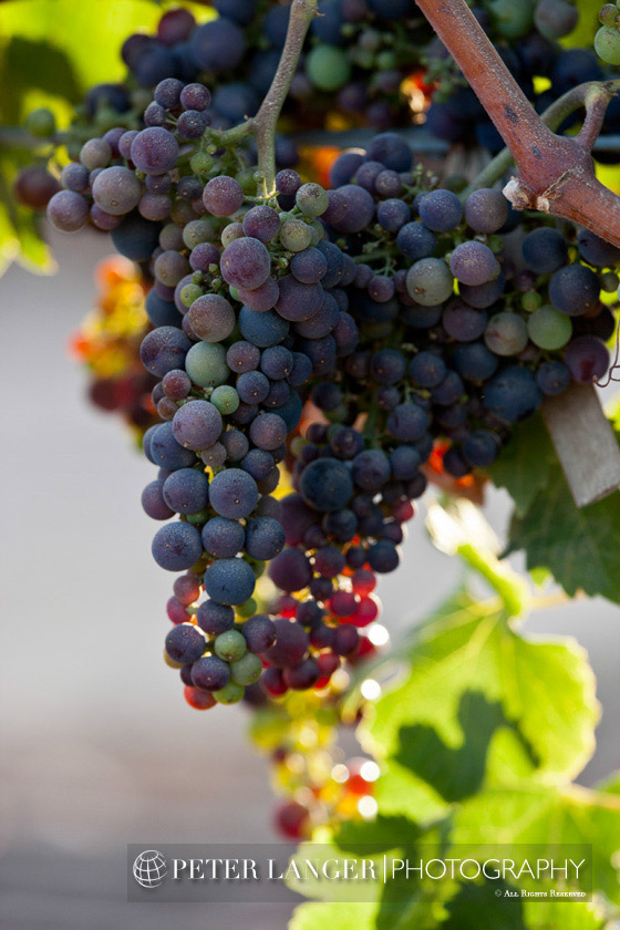 %_tempFileNamewine009%