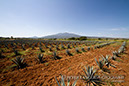 %_tempFileNametequila001%