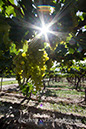 %_tempFileNamewine010%