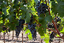 %_tempFileNamewine012%