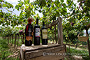 %_tempFileNamewine029%